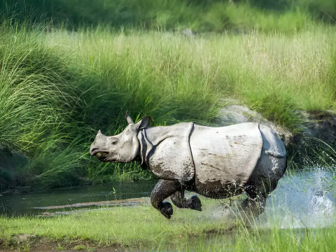 Top Things to Do on a Chitwan Jungle Safari