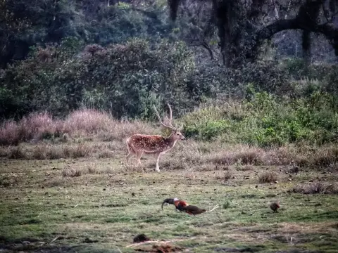 Explore Bardiya National Park: Nepal's Hidden Wildlife Paradise