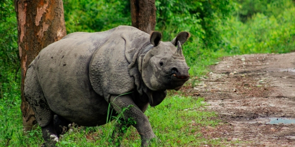 Exploring the wild: Detailed Guide to Wildlife Safari in Nepal