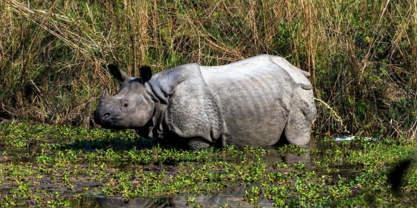 Top Wildlife Adventure Tour in Nepal