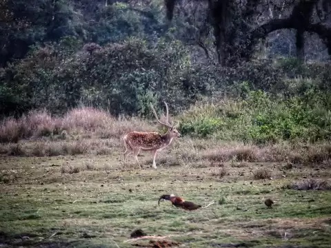 Bardiya National Park Tour