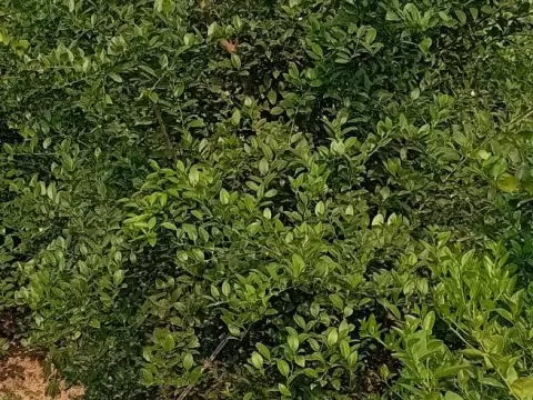 Volunteer For Animal Husbandry and Agro farming