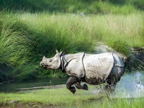 Chitwan Jungle Safari Tour