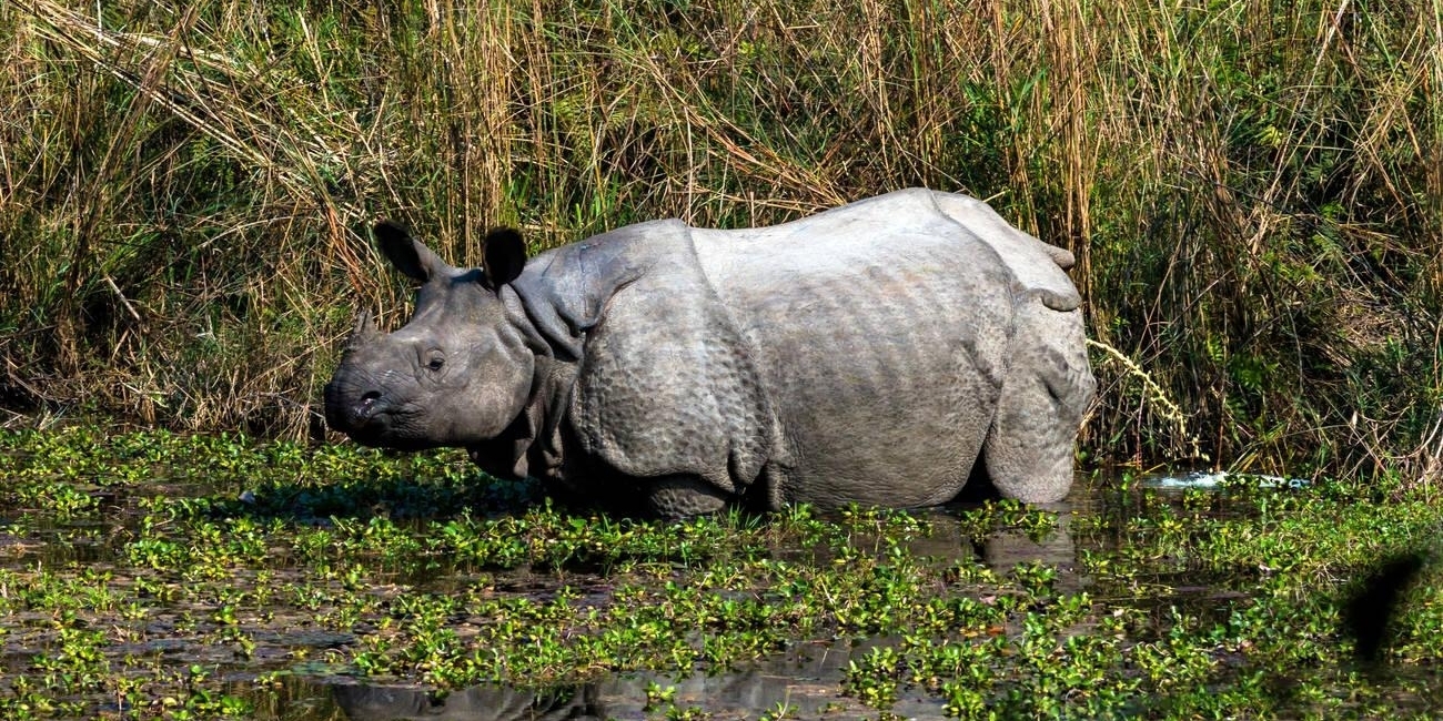 Top Wildlife Adventure Tour in Nepal