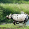One-horned Rhino in Chitwan National Park