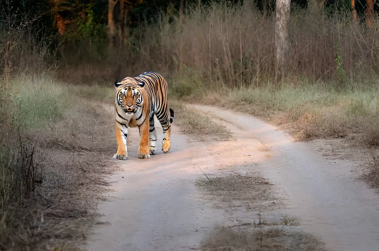 Bengal tiger in Chitwan National Park