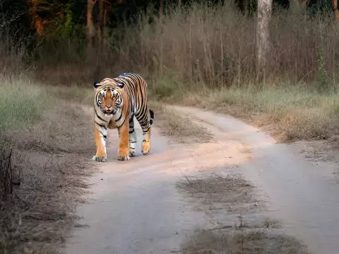 Chitwan Wildlife Adventure Tour